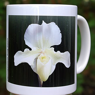 mug DS-062 Paphiopedilum Rosy Dawn 7096.jpg